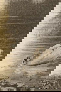 Poster for The Ugly Duckling