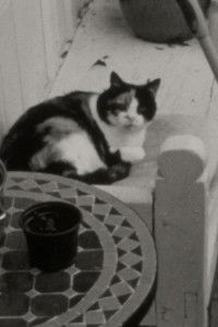 Poster for Garden Book