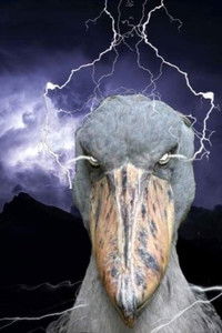 Profile of Ruben Johnson-Murphy