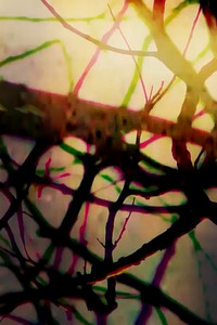 Poster for Quintessence