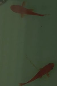 Poster for Room on the Shore