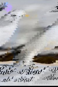 Snowy Owl, queen of the North