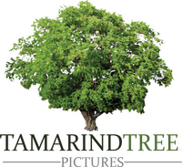 Tamarind Tree Pictures