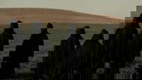 Backdrop 7