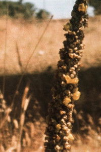 Poster for Bees in the Hills