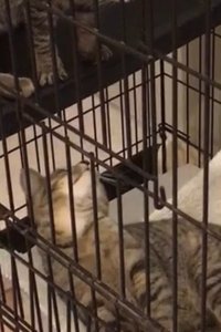 Random Twin Cat #2