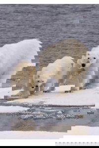 Ice Bear