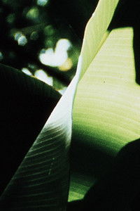 Poster for Banana Leaves