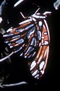 Poster for Farfallino