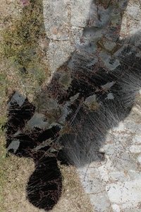 Poster for Presence