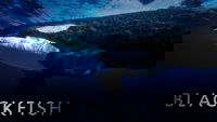 Backdrop 12