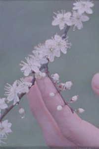 Trees That Come to Me in My Dreams