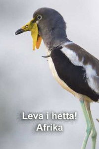 Poster for Hot Life Africa