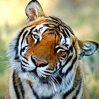 DenPryan's profile image