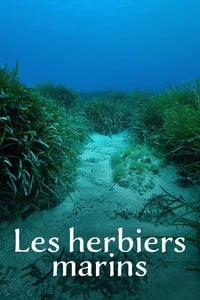 Les herbiers marins - Précieuses sources de vie