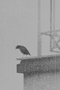 Poster for Ghazal no 884 By Bidel