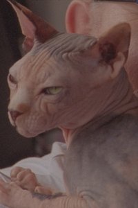 Poster for Dorothy Towers