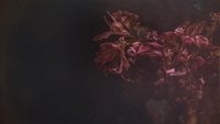 Backdrop 0