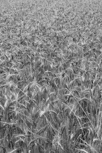 Poster for La Lucciola