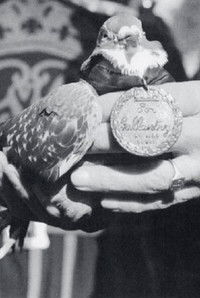 Poster for War Pigeon