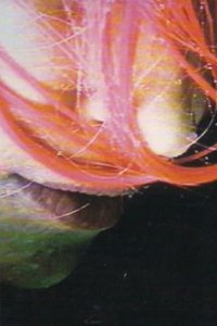 Poster for Rainwoman (I Am Called a Plant)