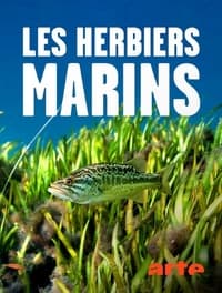 poster Les herbiers marins - Précieuses sources de vie