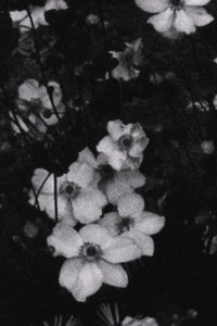 Für P. (Weiße Blumen)