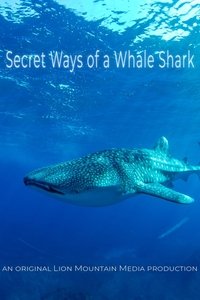 Le long voyage d'un requin-baleine