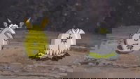 Digihuevo Evolución