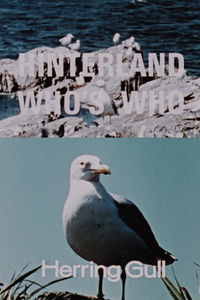 Poster for Hinterland Who's Who: Herring Gull