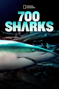 700 Requins dans la Nuit