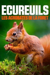 Poster de Écureuils, les acrobates de la forêt
