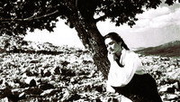 «Девушка и дуб (1955)» — обои к фильму #1