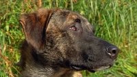 Wie trinken Hunde?
