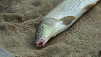 «Золотые угри (1979)» — обои к фильму #4