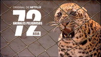 «72 Dangerous Animals - Asia (2018)» — обои к сериалу #1