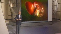 The Liver