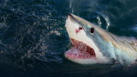 «When Sharks Attack (2013 - 2020)» — обои к сериалу #1