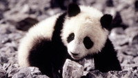 «Удивительное приключение панды (1995)» — обои к фильму #1