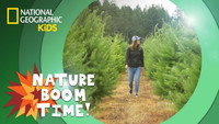 Holiday Tree Farm