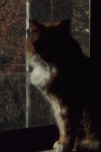 Five Year Diary, Reel 5: Mourning (January 23–30, 1982) (1982) poster