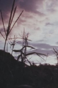 キャベツ いっぱい たべなさい