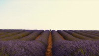 Valensole 1965