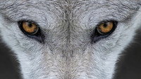 «Yellowstone Journals (2019)» — обои к сериалу #1