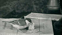 «Langue des oiseaux (2022)» — обои к фильму #3