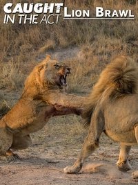 Watch Caught in the Act: Lion Brawl 123Movies