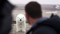 Arctic