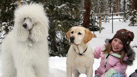 «The Dog Who Saved Christmas (2009)» — обои к фильму #1