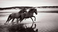 «Stronghold of Resistance: Sable Island & Her Legendary Horses (2017)» — обои к фильму #1
