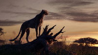 Обои к мультфильму «Король Лев (2019)» — (22 из 53)